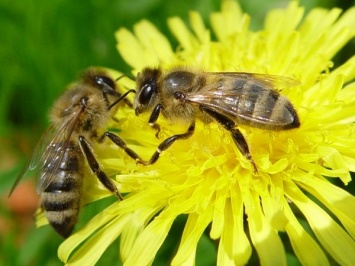 Ученые узнали, как пчелы ругаются между собой при столкновениях
