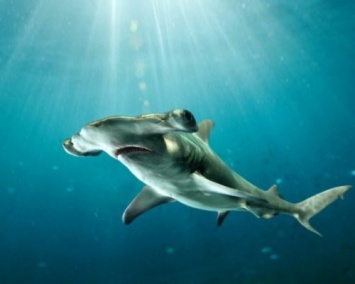В водах Белиза ученые обнаружили новый вид акул
