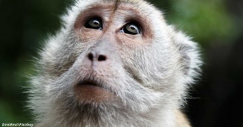 5 мифов, которые мешают вам поверить, что люди произошли от обезьян