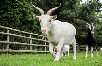 Ученые доказали, что козы узнают голоса " друзей"