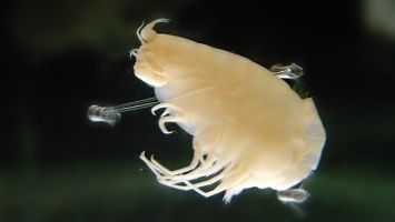 Ученые обнаружили химические загрязнители в организме глубоководных креветок