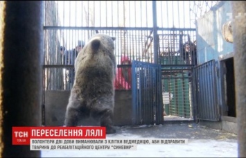 Медведицу двое суток выманивали из клетки, чтобы доставить в «Синевир» на Закарпатье (Видео)