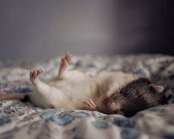 Ученые: Сон мышей отличает их друг от друга