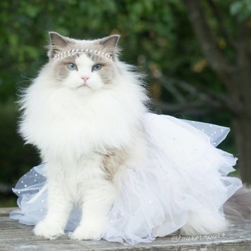 Знакомьтесь Аврора, самая пушистая принцесса кошка