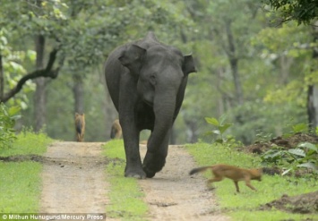 Индийский слон разогнал стаю азиатских диких собак, устроивших засаду на слонят