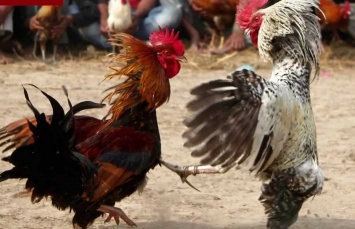До чего дошла наука: вывели куриц-мутантов, которые могут откладывать яйца кур других пород