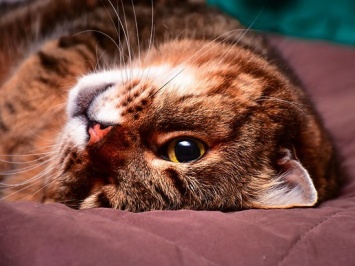 Тайный язык кошек: как разгадать поведение питомцев по хвостам