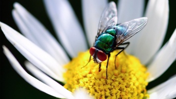 Шестиногий робот доказал, что насекомые могут передвигаться быстрее