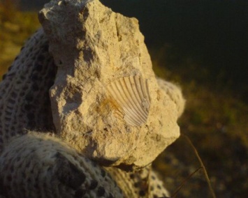 Марокканские ученые обнаружили останки древнего существа