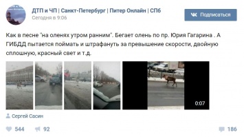 Появилось видео, как в Санкт-Петербурге по проспекту бегал олень в сбруе