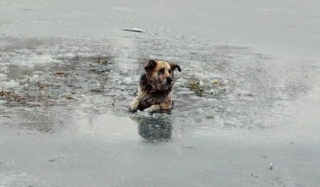 В Запорожской области спасли жизнь собаке, провалившейся под лед (видео)
