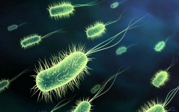 Ученые создали живые сенсоры из бактерий