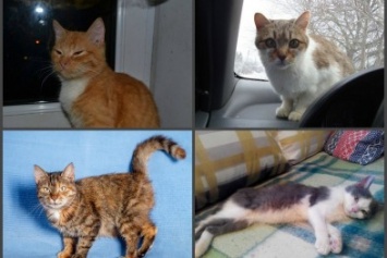 Тимончик, Гера, Патриция, Рита и Рыжик: еще 5 запорожских котиков, которые ищут дом, - ФОТО
