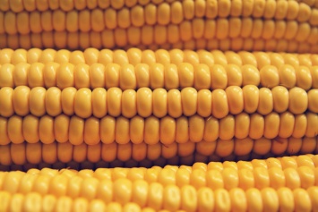 Кения купит 450 тысяч тонн кукурузы в Украине - Bloomberg