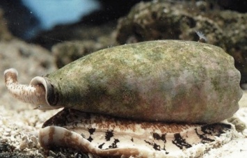 В яде улиток-конусов обнаружено схожее с морфием вещество