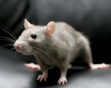 Ученые: У мышей есть способность к медитации