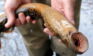 В водах Днепра рыбаки поймали редкое рыбообразное существо