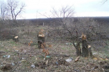 За последние 10 лет на Николаевщине уничтожили более 10 тыс. га лесополос