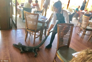 Варанам нельзя! В Австралии бесстрашная официантка за хвост вытащила из ресторана незваного гостя