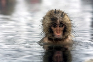 В японском зоопарке убили 57 обезьян: не с теми скрещивались