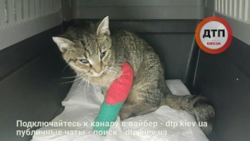 Сбор средств на лечение кошки - "парашютистки", пострадавшей в ужасной трагедии на Позняках. ФОТО