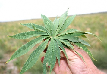 В Нидерландах поддержали легализацию выращивания марихуаны