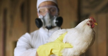 В Китае обнаружена новая мутация птичьего гриппа?