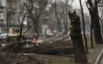 Очередное дерево рухнуло в Одессе