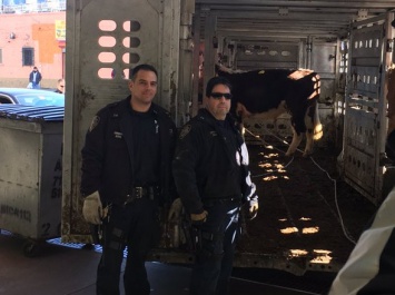 Полиции муниципалитета Куинс в Нью-Йорке пришлось вести долгую погоню за быком, сбежавшим с местной бойни
