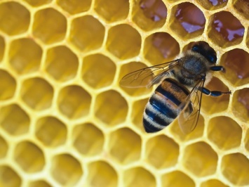 Пчелиный бизнес: запорожец ограбил бывшего работодателя на сто тысяч гривен