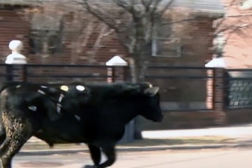 Полицейские ловили быка, сбежавшего со скотобойни (видео)
