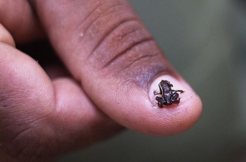 Индийские ученые нашли 7 новых видов лягушек