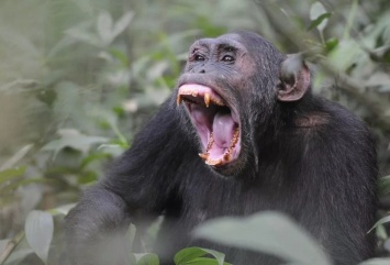 Шимпанзе предпочитают учится у своих самок