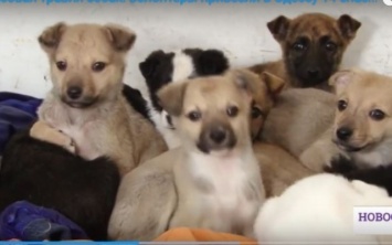 Массовая травля собак: волонтеры привезли в Одессу 14 спасенных щенков