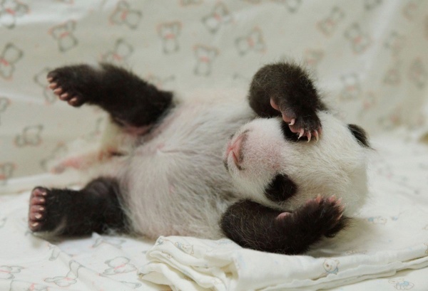 В заповеднике Китая родились панды-близнецы