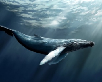 Ученые установили, что киты сбрасывают кожу подобно змеям