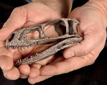 На пляже в Великобритании школьница нашла останки неизвестного динозавра