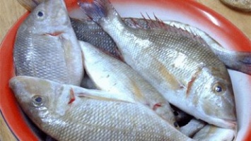 Украинский рыбный рынок «поработила» дорогая импортная продукция - эксперт