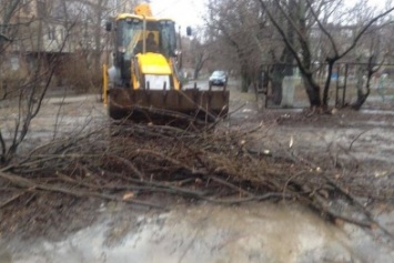 В Мариуполе ОСМД заказало вырубку своих деревьев депутату (ФОТО)
