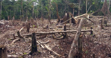 Экологи бьют тревогу: В сельской местности сокращается площадь лесов