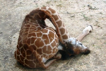 Как спит жираф стоя или лежа?