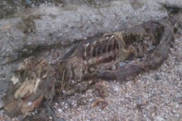 Останки мистического существа обнаружены на одном из пляжей Великобритании