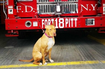 Брошенную хозяевами собаку трудоустроили в пожарную часть