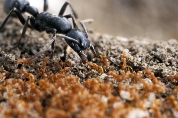 Маленькие агрессивные муравьи защитили крупных и спокойных