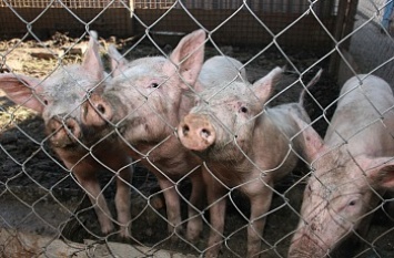 Грозит ли Бердянскому району чума свиней:?