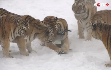 В Китае толстые тигры сбили беспилотник