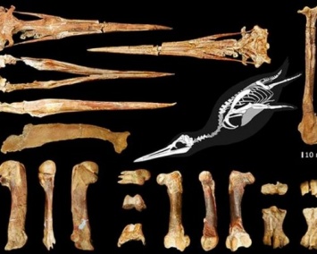 В Новой Зеландии найдены останки ископаемого пингвина