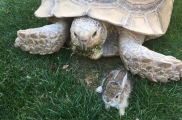 Черепаха спасла маленького кролика