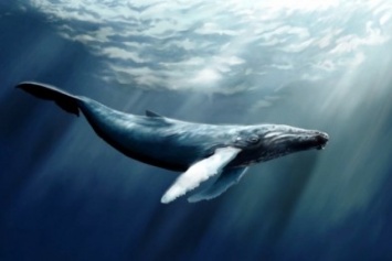 В Херсоне "киты" ведут подростков к самоубийству