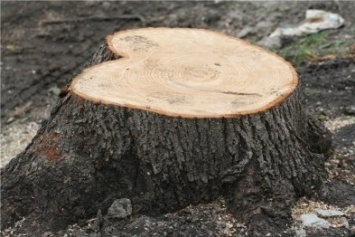 Поклонская считает необходимым возбудить уголовное дело из-за вырубки деревьев в Симферополе